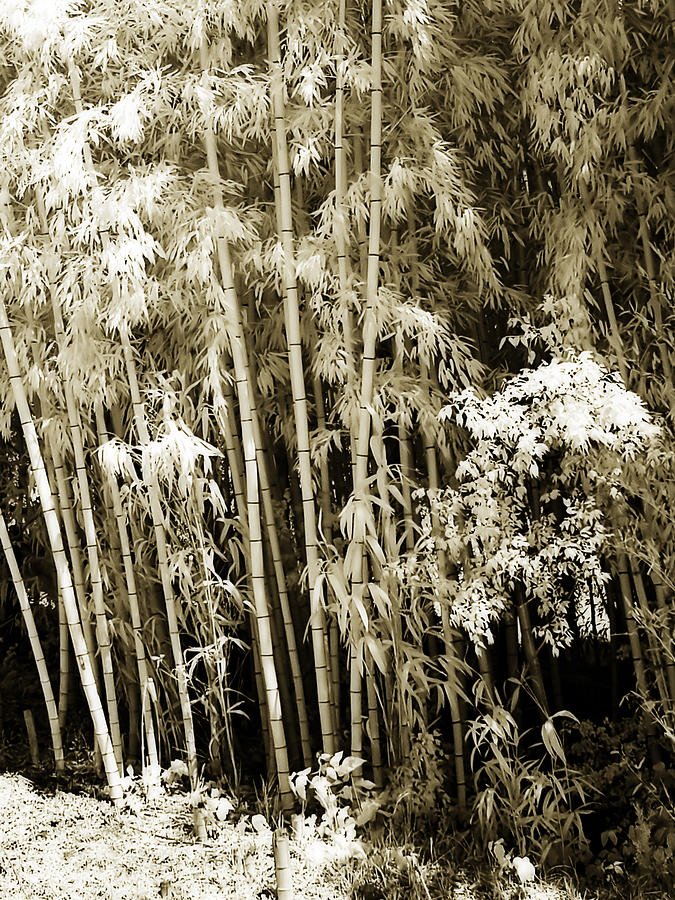Bamboo Grove - 2 Photograph by Alan Hausenflock