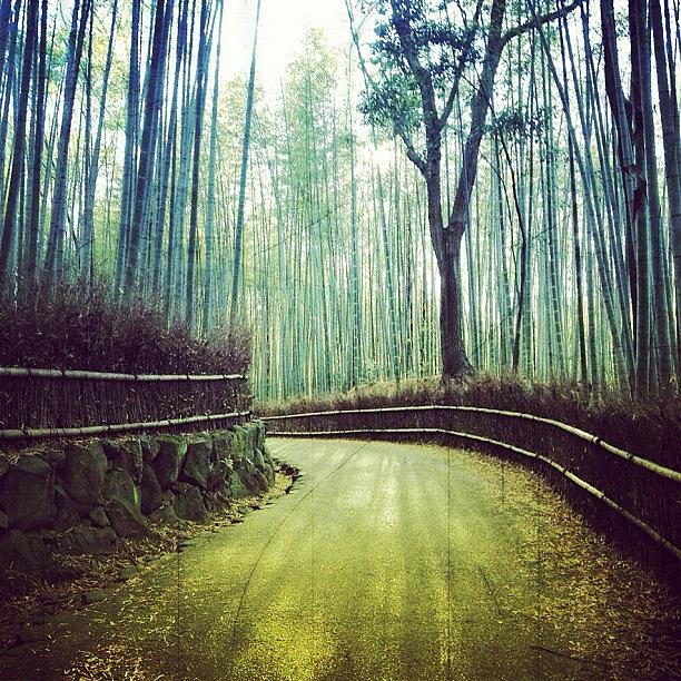 Tree Photograph - Bamboo Grove Kyoto by Marc Gascoigne