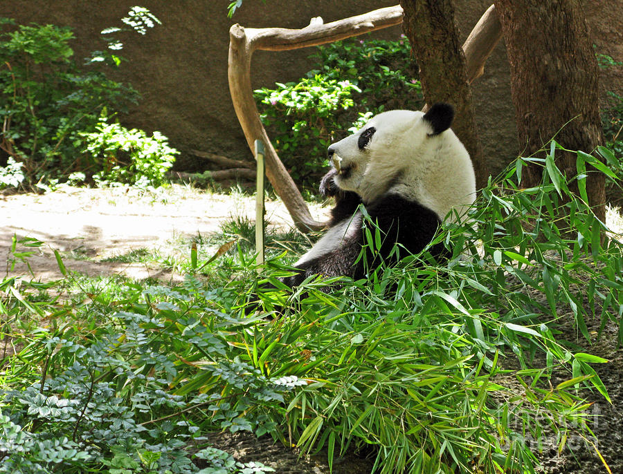 Wildlife Photograph - Bamboo Is Tasty by Ausra Huntington nee Paulauskaite