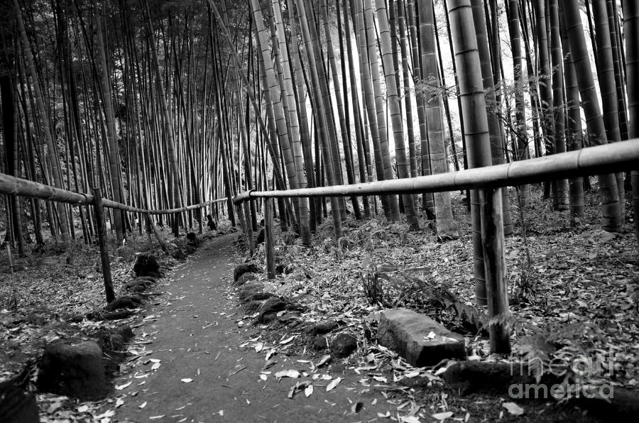 Bamboo Path Photograph by Dean Harte