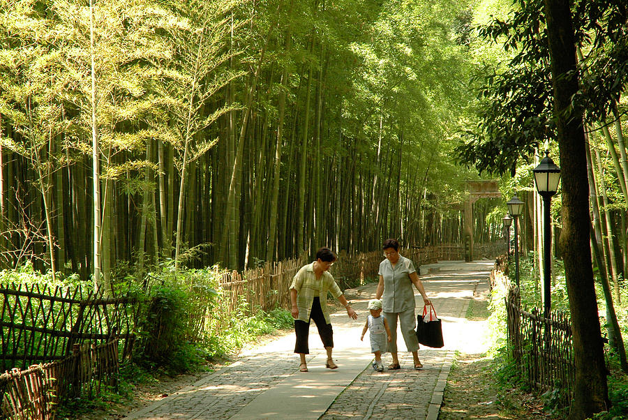 Bamboo Road Photograph by Harry Spitz