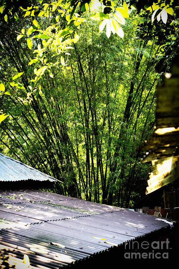 Bamboo Shade Photograph by Thanh Tran