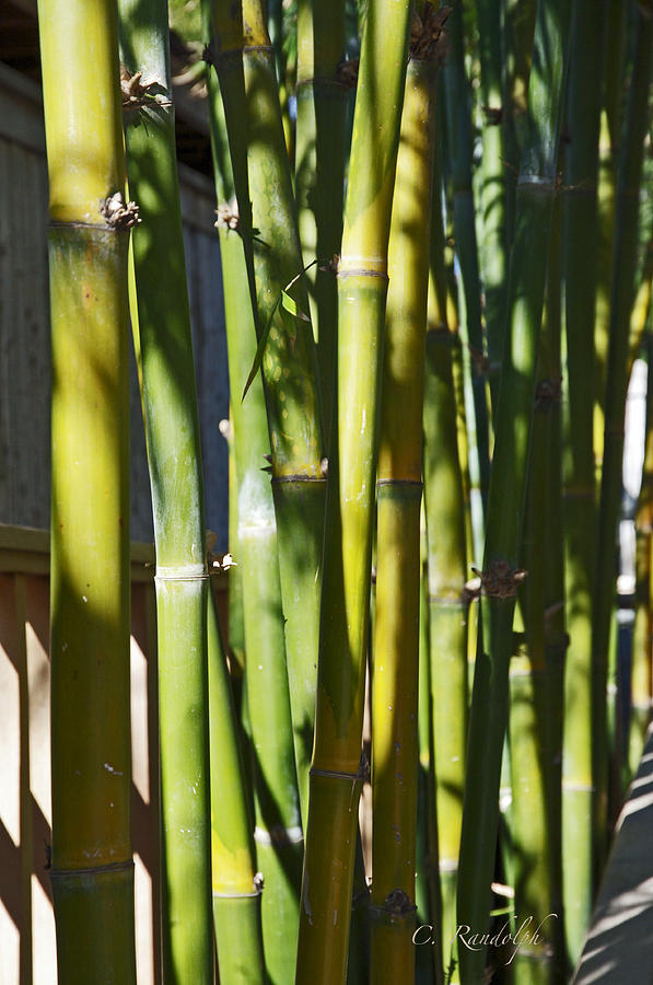 Bamboo Shadows Photograph by Cheri Randolph
