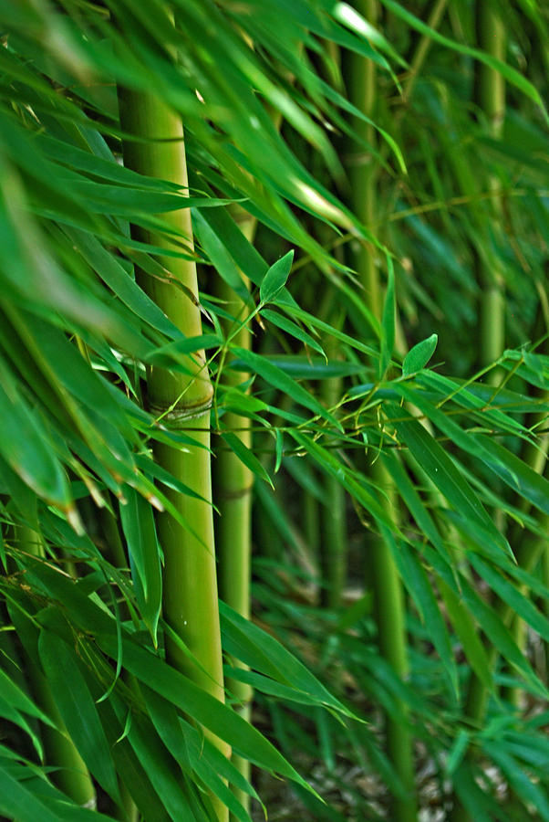 Bamboo Stalks Photograph By Michelle Cruz - Fine Art America