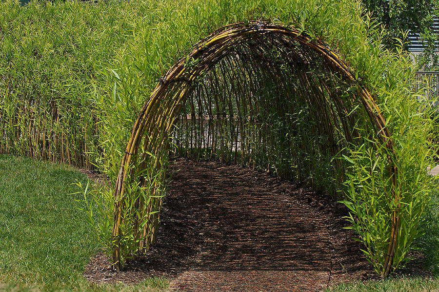Bamboo Tunnel Photograph by Paul Mangold