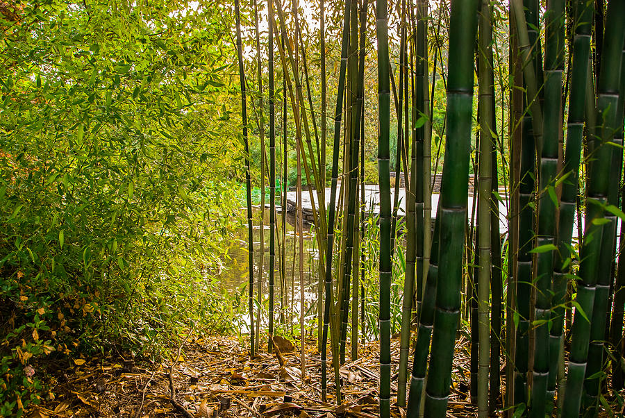 Bamboo View Photograph by Gene Hilton