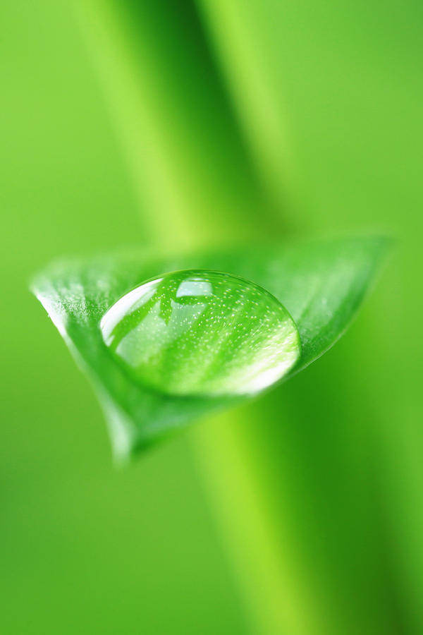 Bamboo with water drops 2 Photograph by Falko Follert - Pixels