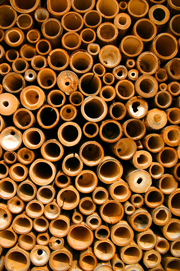 Bamboo wood by Anja Van Impe