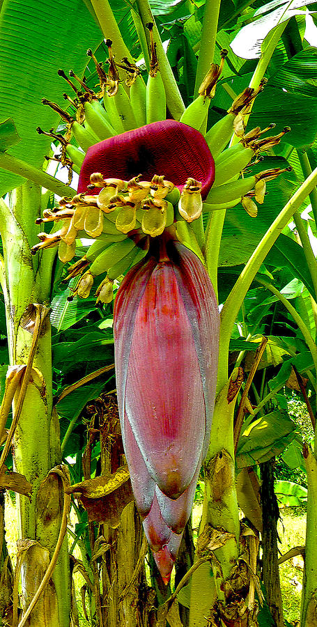 Banana Buds Photograph by Roy Foos