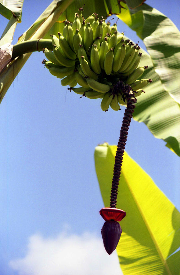 Banana flower and bunch Photograph by Emanuel Tanjala