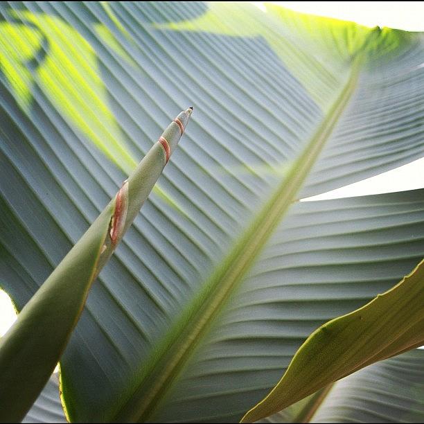 Banana Photograph - #banana #leaf #florida #staticage by Michael Hughes