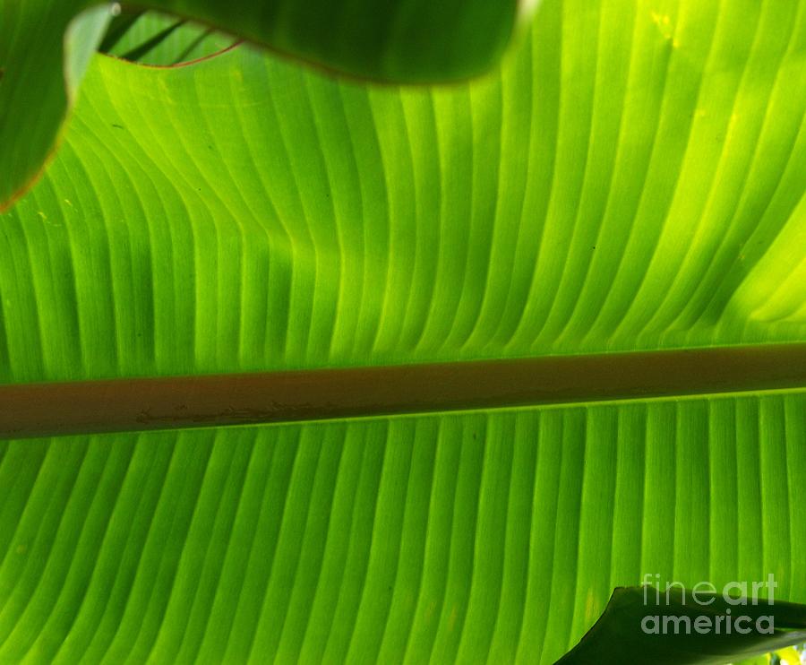 Banana Leaf Photograph by Sylvie Leandre