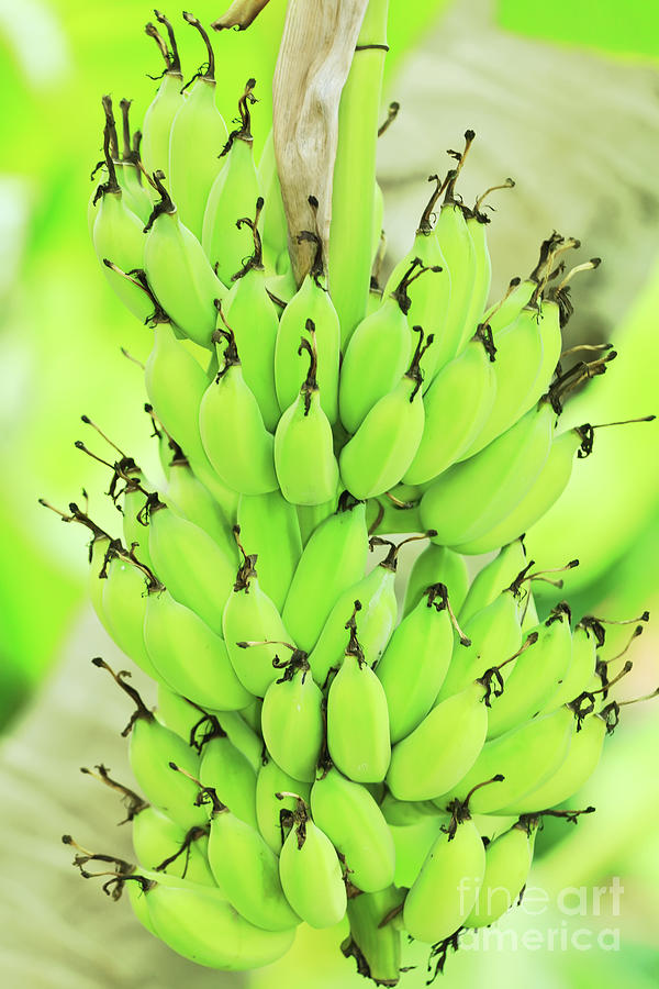 Fruit Photograph - Banana by MotHaiBaPhoto Prints