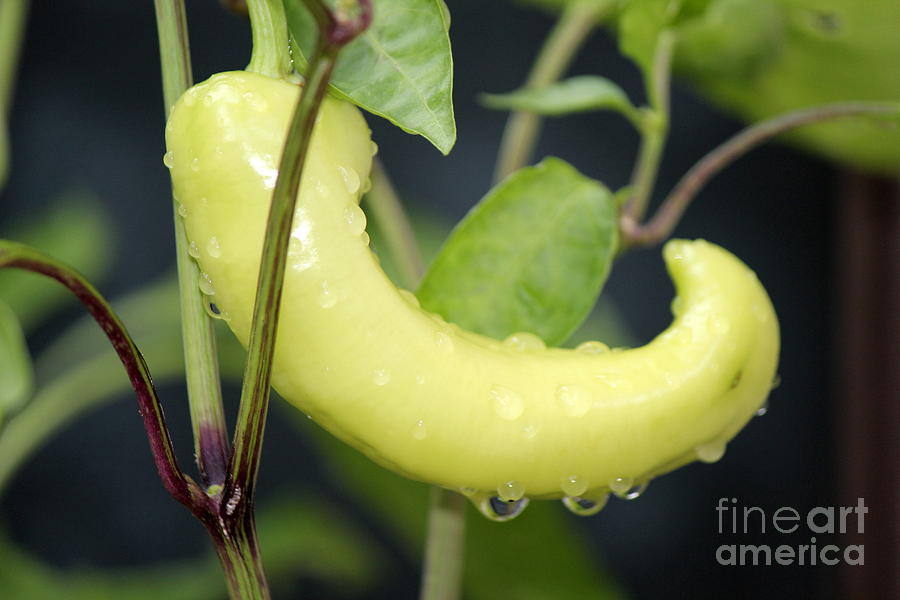 Fruit Photograph - Banana Pepper by Sheri Simmons