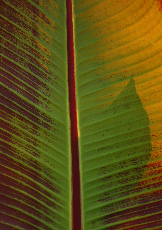Banana Plant Leaf Photograph by Lyle Hatch