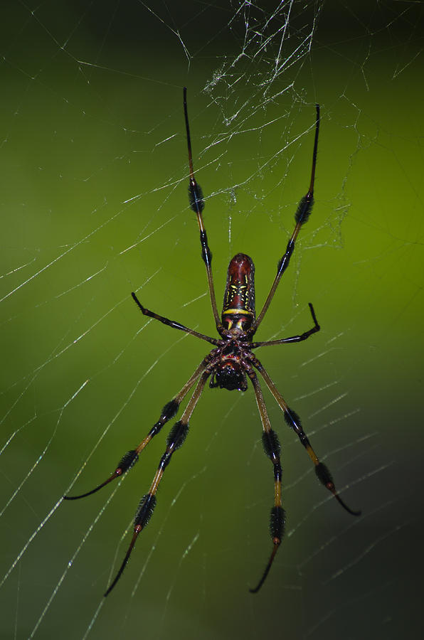 Banana Spider-2 Photograph by Noah Katz