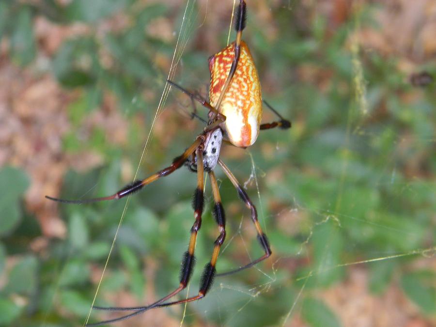 Banana Spider On the Move Photograph by Warren Thompson