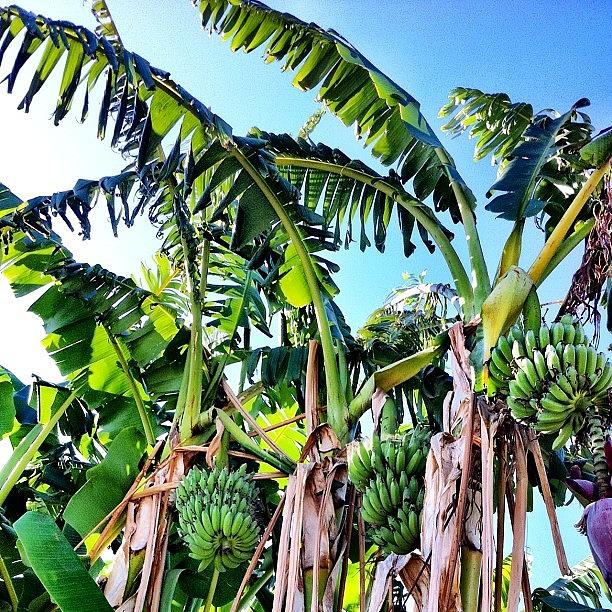 Summer Photograph - Bananas Growing In Eastvale! by Rick  Annette