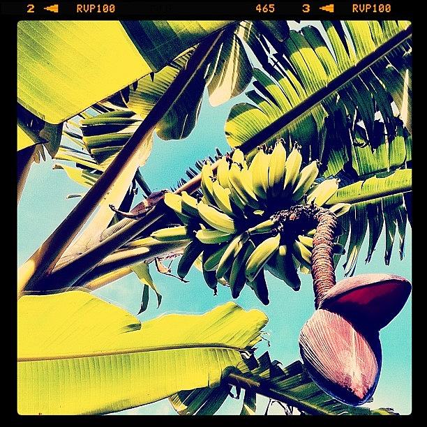 Banana Photograph - Bananas! by Kim Hudson