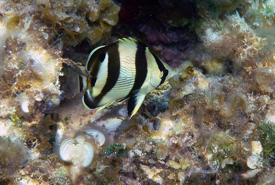 Banded Butterflyfish Photograph by Li Newton