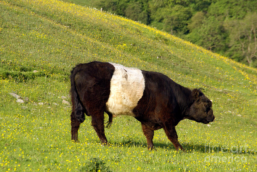 Banded Galloway bull Photograph by Rod Jones