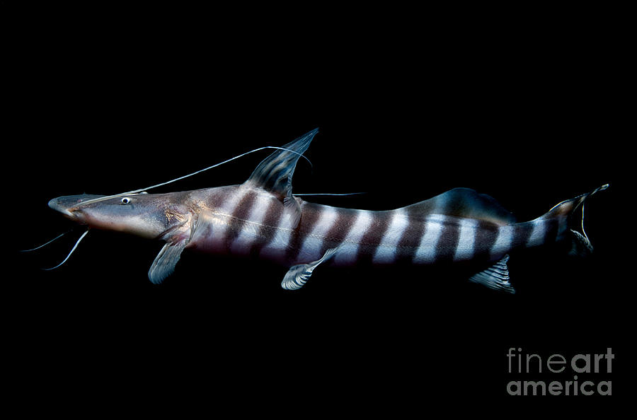 Banded Goliath Catfish Photograph by Dant Fenolio