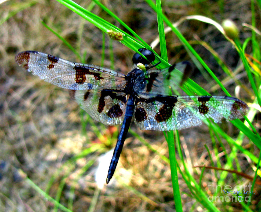 Banded Pennant Dragonfly Photograph by Donna Brown