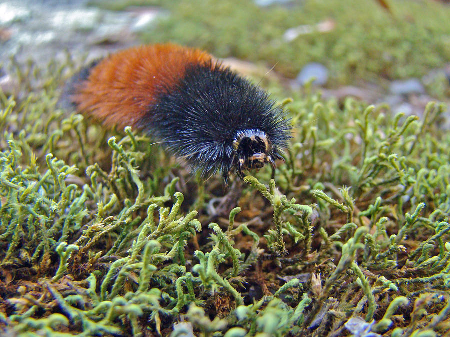 Nature Photograph - Banded Woolly Bear Caterpillar - Pyrrharctia isabella by Carol Senske