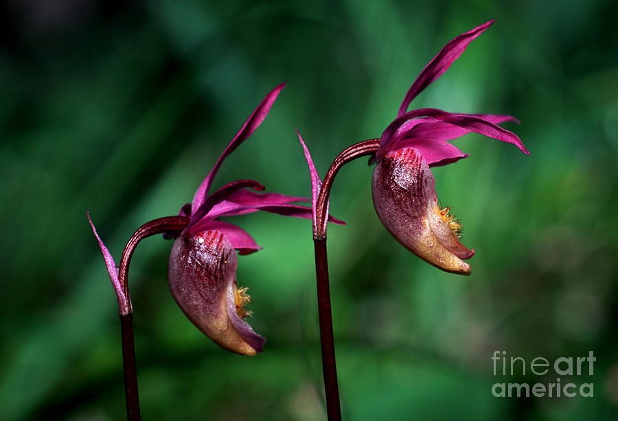 Banff - Calypso Orchid Photograph by Terry Elniski