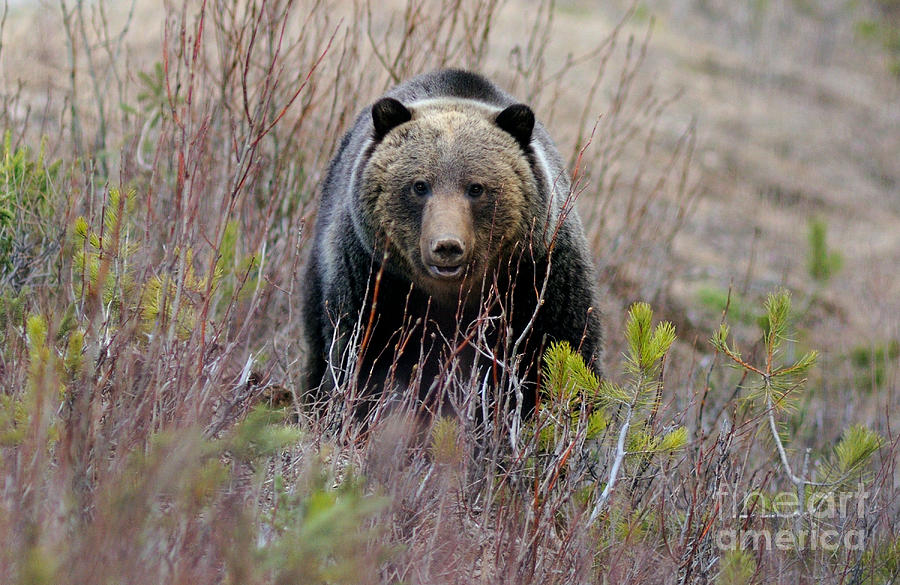 Banff - Grizzly Bear 1 Photograph by Terry Elniski