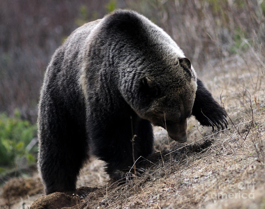 Banff - Grizzly Bear 2 Photograph by Terry Elniski