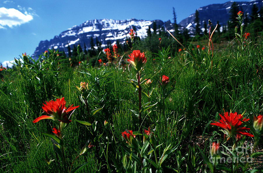 Banff - Indian Paintbrush 2 Photograph by Terry Elniski