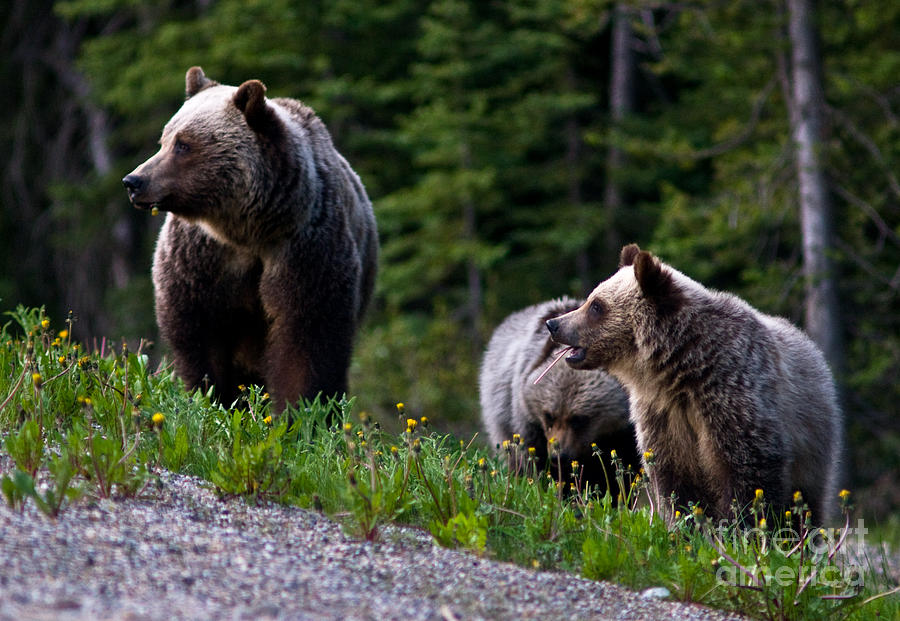 Banff - Mother Grizzly And Cubs 1 Photograph by Terry Elniski