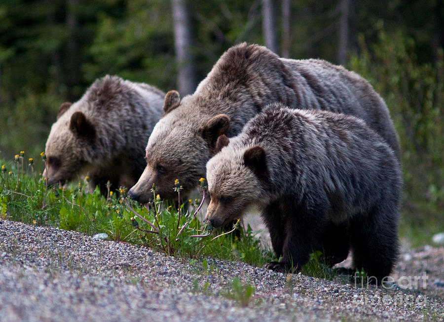 Banff - Mother Grizzly And Cubs 2 Photograph by Terry Elniski