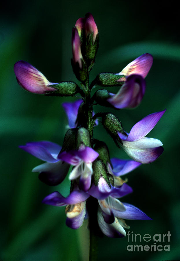 Banff - Timber Milkvetch Wildflower 2 Photograph by Terry Elniski