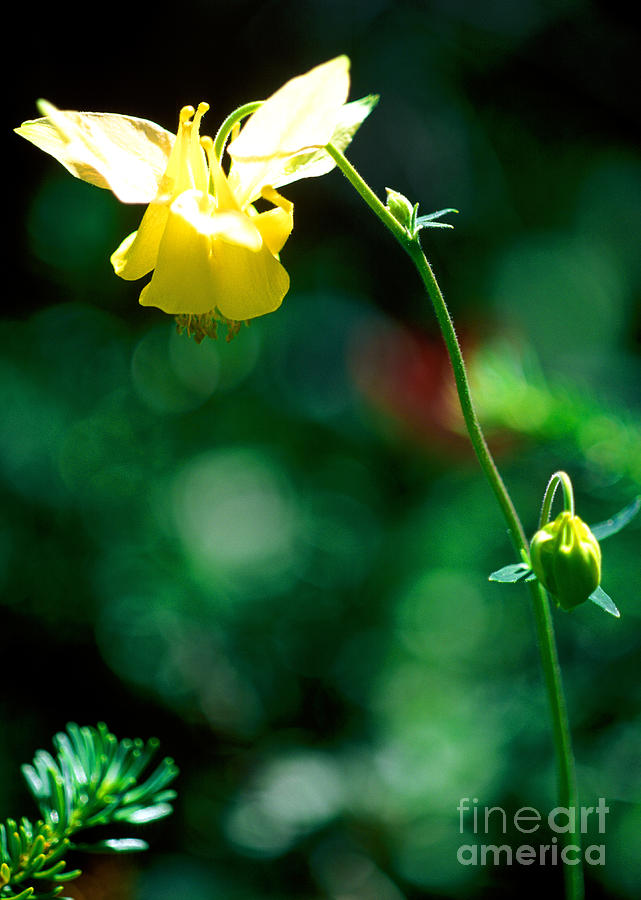 Banff - Yellow Columbine Wildflower Photograph by Terry Elniski
