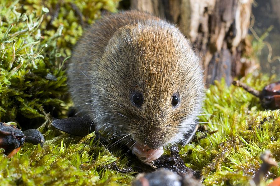 Bank Vole Photograph by Duncan Shaw | Fine Art America