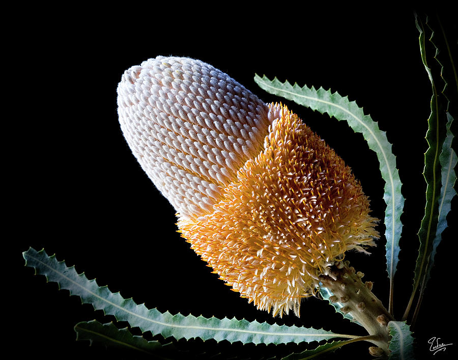 Banksia Photograph by Endre Balogh