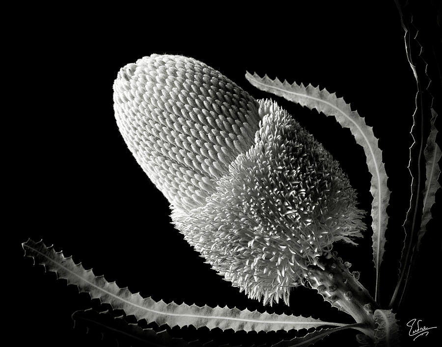 Banksia in Black and White Photograph by Endre Balogh