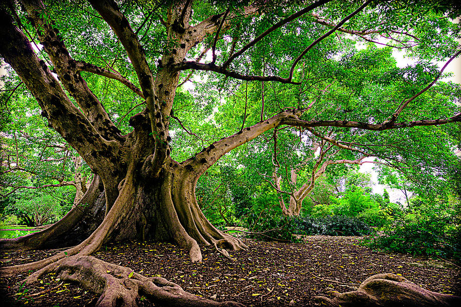 Banyan Tree Of Miami Photograph by Michelle Armstrong