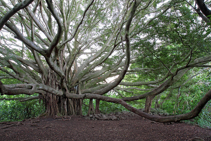 Banyan tree Photograph by Pierre Leclerc Photography