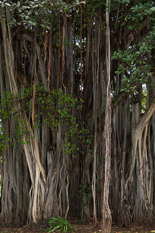 Banyan Tree Photograph by Roger Mullenhour