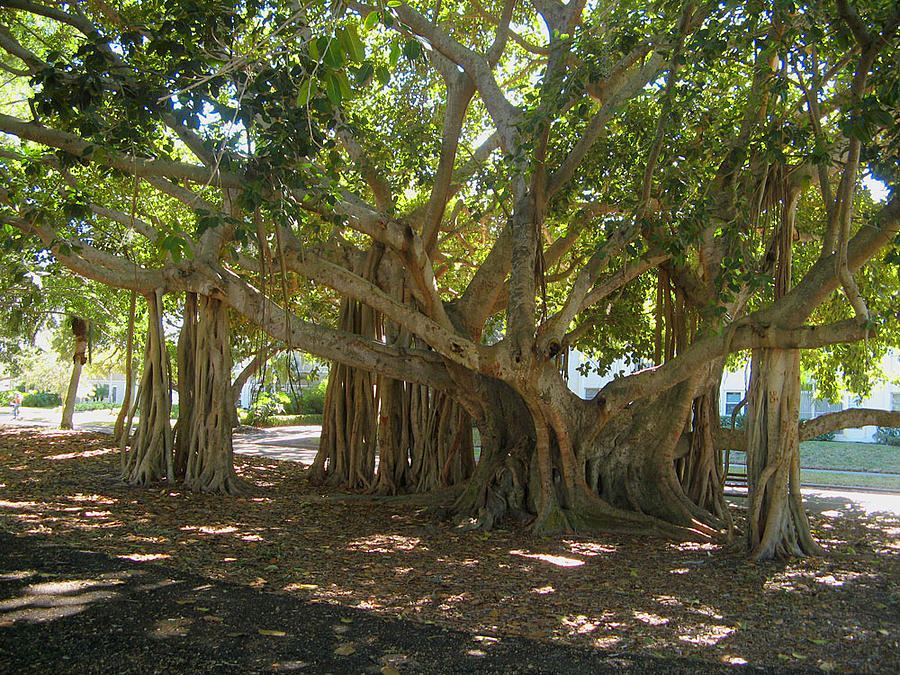 Banyan Trees Marie Selby Photograph by Leontine Vandermeer | Fine Art ...