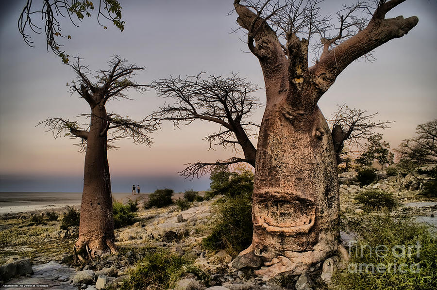 Baoabas After The Sunset Photograph by Mareko Marciniak