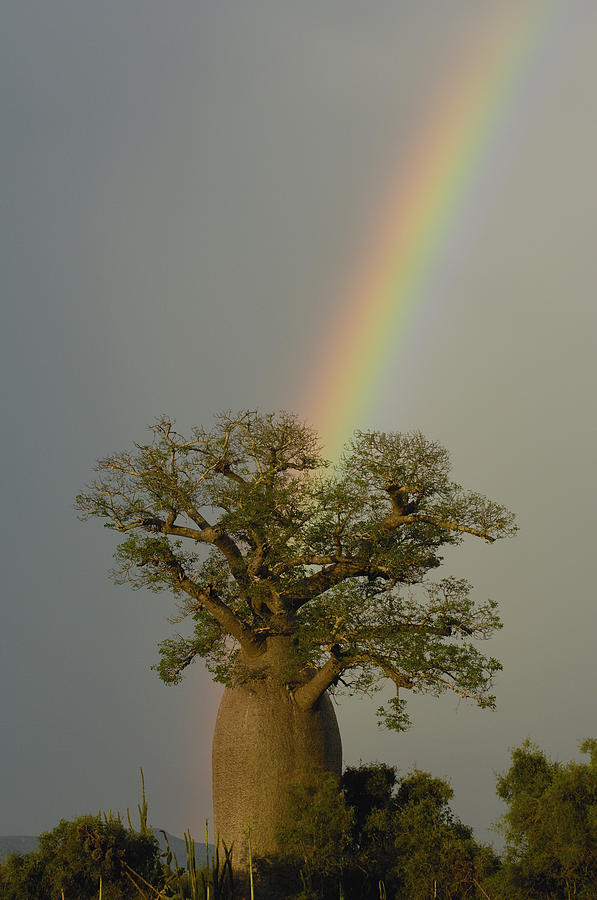 Baobab Adansonia Sp And Rainbow Photograph by Pete Oxford
