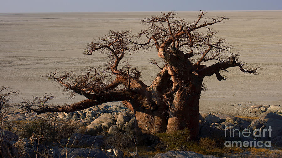 Baobab and desert Photograph by Mareko Marciniak
