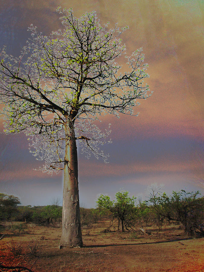 Baobab  Photograph by Joseph G Holland
