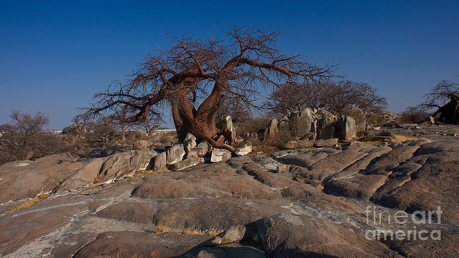 Baobab on the rocks Photograph by Mareko Marciniak