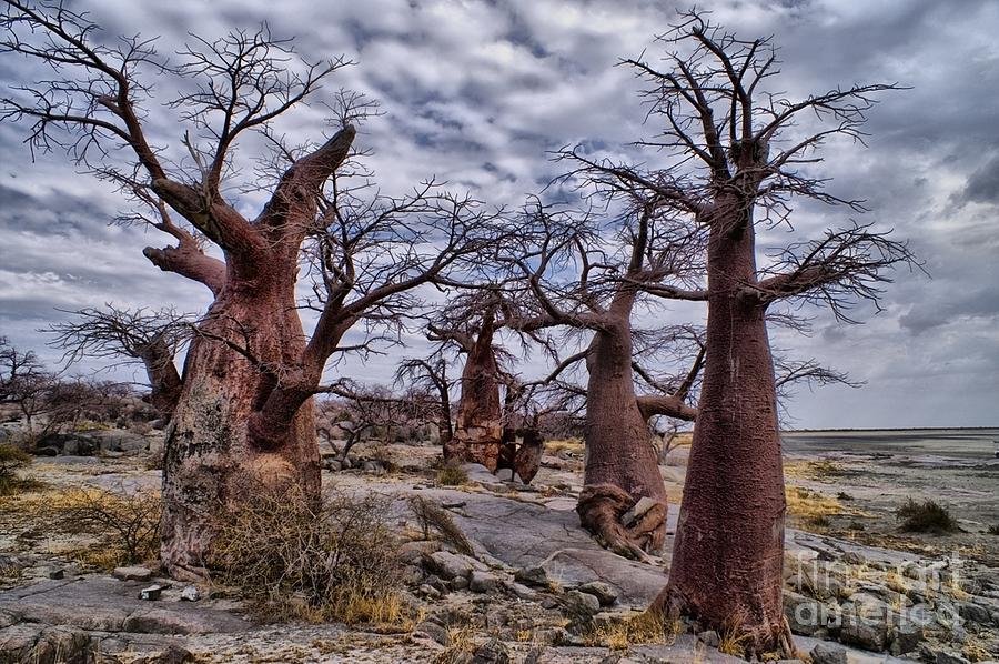 Baobab trees at Kubu Island Photograph by Mareko Marciniak
