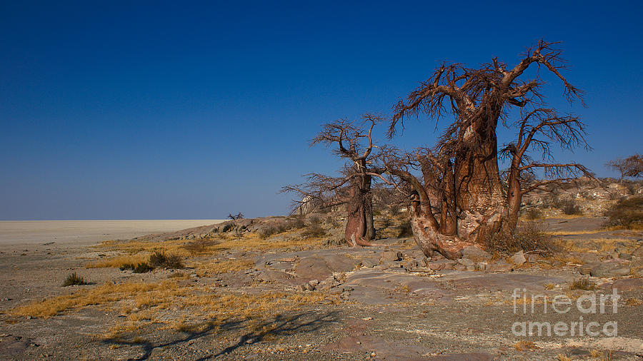 Baobab Trees Photograph by Mareko Marciniak
